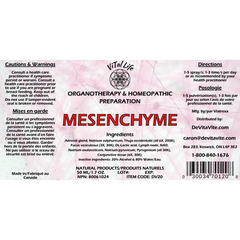 Mesenchyme