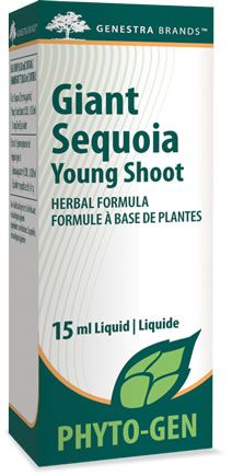Giant Sequoia Young Shoot